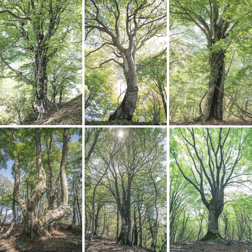 野坂山地ブナ巨木群の写真集