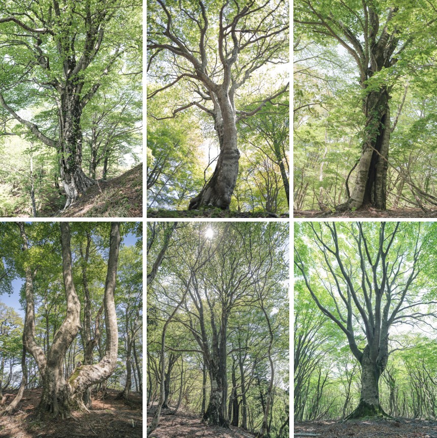 野坂山地ブナ巨木群の写真集
