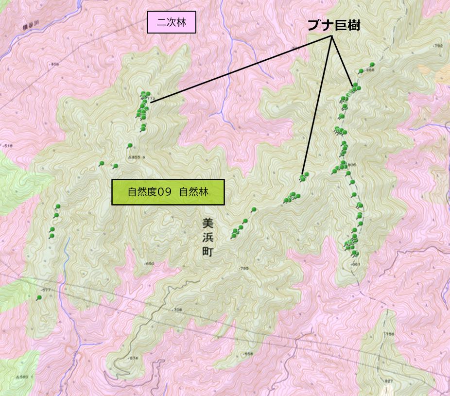 野坂山地ブナ巨木群の自然度