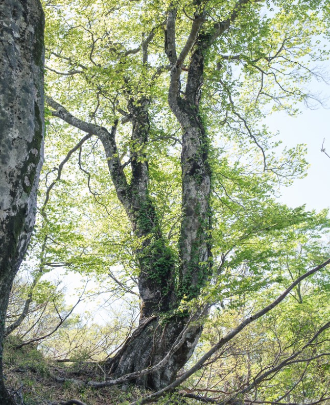 野坂山地ブナ巨木群